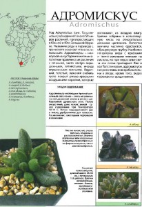 фото страниц Все о суккулентах #2