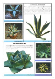 фото страниц Все о суккулентах #4