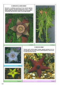 фото страниц Все о суккулентах #5