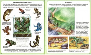 фото страниц Домашние питомцы #4