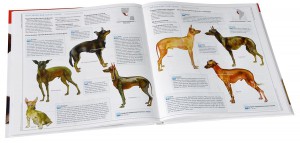 фото страниц Собаки #2