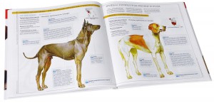 фото страниц Собаки #3