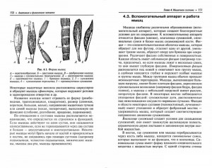 фото страниц Анатомия и физиология человека #2