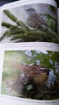 фото страниц Лесные птицы России #7